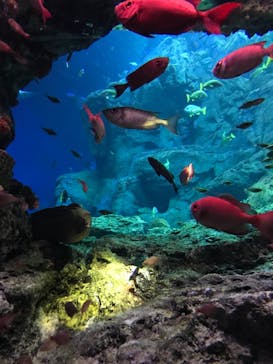 大分マリーンパレス水族館 「うみたまご」に投稿された画像（2021/7/14）