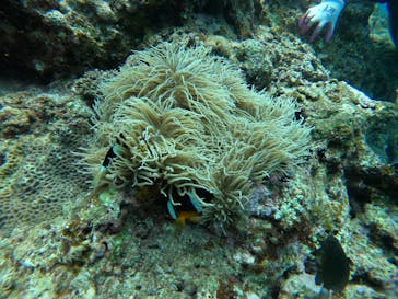 武藤潜水に投稿された画像（2021/7/15）