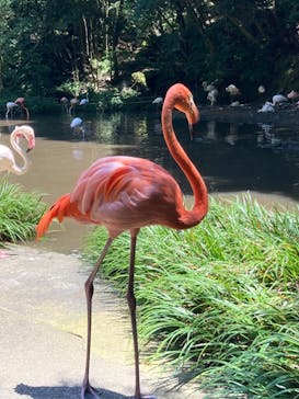 長崎バイオパークに投稿された画像（2021/7/15）