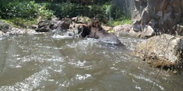 サホロリゾート　ベア･マウンテンに投稿された画像（2021/7/15）