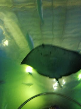 串本海中公園水族館に投稿された画像（2021/7/15）