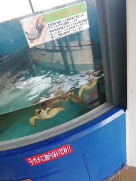 串本海中公園水族館に投稿された画像（2021/7/15）