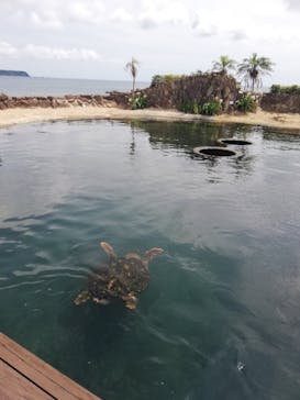 串本海中公園水族館に投稿された画像（2021/7/15）