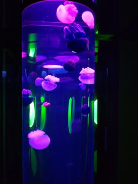 サンシャイン水族館に投稿された画像（2021/7/15）