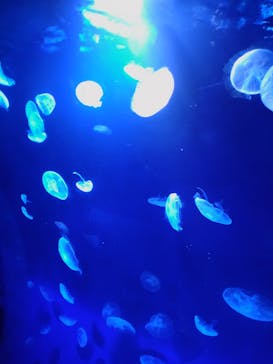 サンシャイン水族館に投稿された画像（2021/7/15）