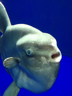 サンシャイン水族館に投稿された画像（2021/7/15）