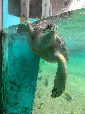 横浜・八景島シーパラダイスに投稿された画像（2021/7/15）