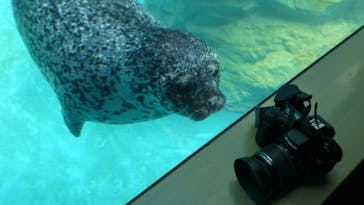 大分マリーンパレス水族館 「うみたまご」に投稿された画像（2021/7/15）