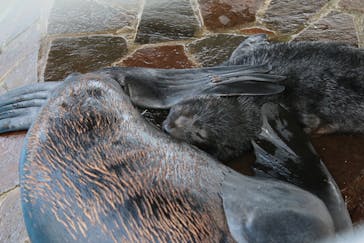 大分マリーンパレス水族館 「うみたまご」に投稿された画像（2021/7/15）
