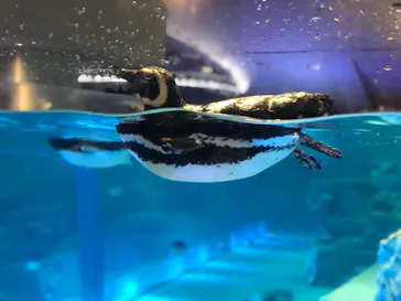 すみだ水族館に投稿された画像（2021/7/16）