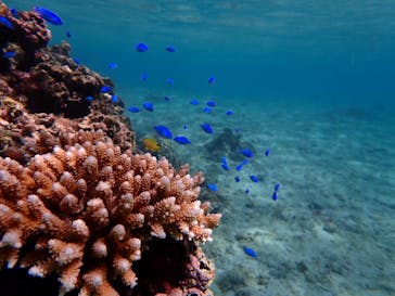 宮古島 ADVENTURE PiPi（ミヤコジマ アドベンチャー ピピ）に投稿された画像（2021/7/16）