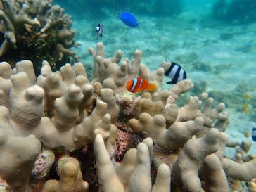 宮古島 ADVENTURE PiPi（ミヤコジマ アドベンチャー ピピ）に投稿された画像（2021/7/16）