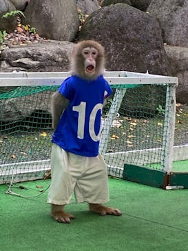 おさるランド＆アニタウン　日光さる軍団劇場に投稿された画像（2021/7/16）