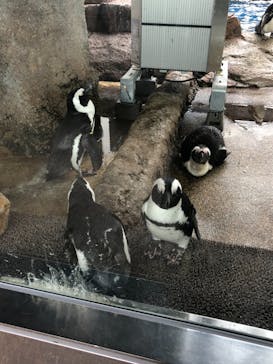 京都水族館に投稿された画像（2021/7/16）