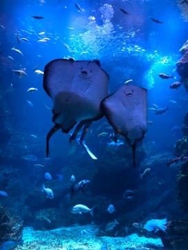 京都水族館に投稿された画像（2021/7/16）