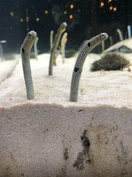 京都水族館に投稿された画像（2021/7/16）