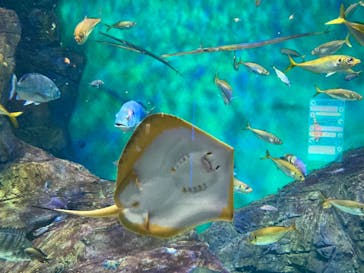 四国水族館に投稿された画像（2021/7/16）