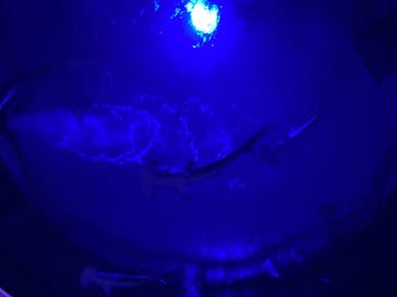 四国水族館に投稿された画像（2021/7/16）