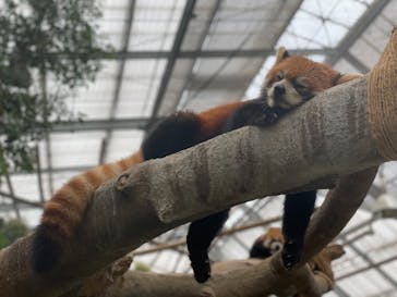 神戸どうぶつ王国に投稿された画像（2021/7/16）