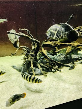 カワスイ 川崎⽔族館に投稿された画像（2021/7/16）