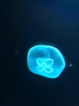 サンシャイン水族館に投稿された画像（2021/7/16）