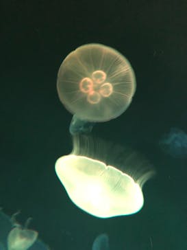 サンシャイン水族館に投稿された画像（2021/7/16）