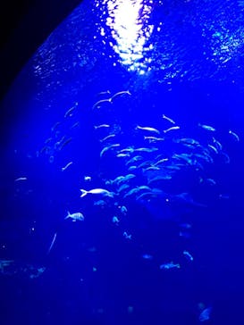 京都水族館に投稿された画像（2021/7/16）