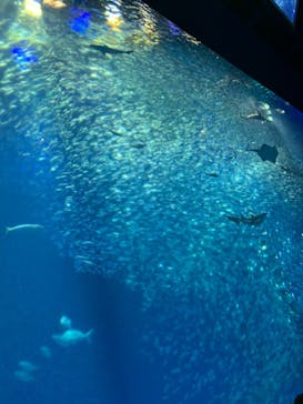アクアワールド茨城県大洗水族館に投稿された画像（2021/7/16）