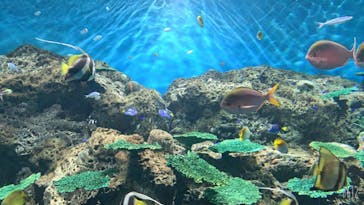 アクアワールド茨城県大洗水族館に投稿された画像（2021/7/16）