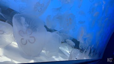 アクアワールド茨城県大洗水族館に投稿された画像（2021/7/16）