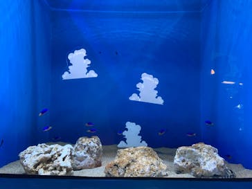 アクアワールド茨城県大洗水族館に投稿された画像（2021/7/16）