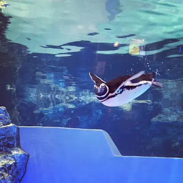 すみだ水族館に投稿された画像（2021/7/17）