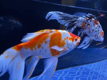 すみだ水族館に投稿された画像（2021/7/17）