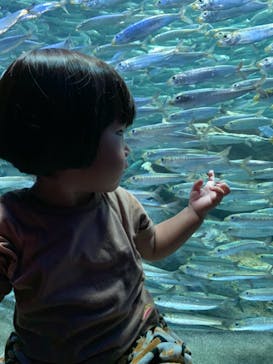 サンシャイン水族館に投稿された画像（2021/7/17）