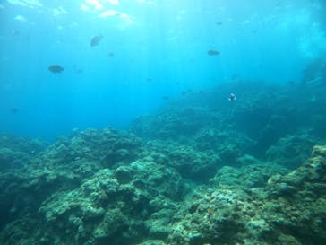 武藤潜水に投稿された画像（2021/7/17）