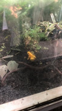 カワスイ 川崎⽔族館に投稿された画像（2021/7/17）