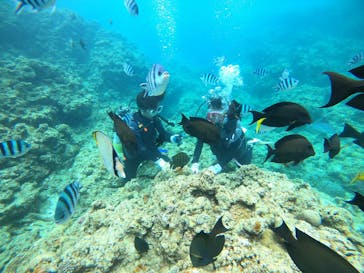 武藤潜水に投稿された画像（2021/7/17）