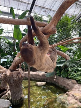 神戸どうぶつ王国に投稿された画像（2021/7/17）