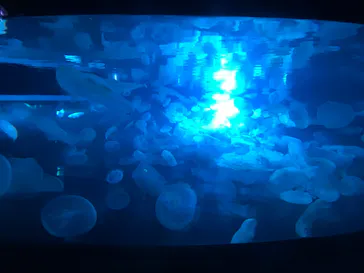 すみだ水族館に投稿された画像（2021/7/17）