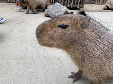 神戸どうぶつ王国に投稿された画像（2021/7/17）