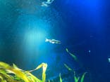 サンシャイン水族館に投稿された画像（2021/7/17）