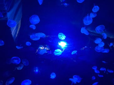 サンシャイン水族館に投稿された画像（2021/7/17）