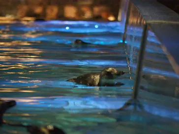 すみだ水族館に投稿された画像（2021/7/17）