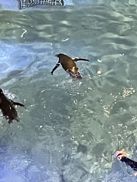 すみだ水族館に投稿された画像（2021/7/17）