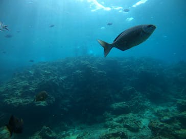 武藤潜水に投稿された画像（2021/7/17）