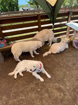 わんダフルネイチャーヴィレッジに投稿された画像（2021/7/17）