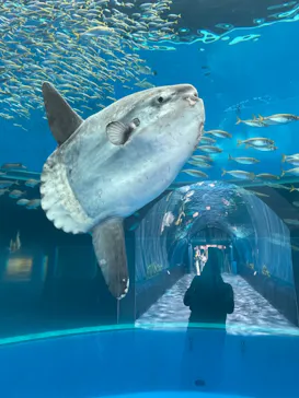 横浜・八景島シーパラダイスに投稿された画像（2021/7/17）