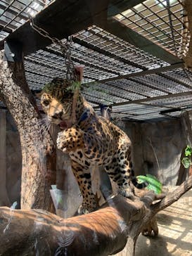 那須どうぶつ王国に投稿された画像（2021/7/17）