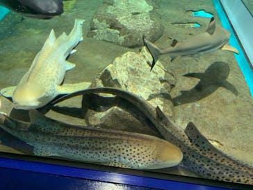アクアワールド茨城県大洗水族館に投稿された画像（2021/7/17）