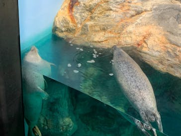 アクアワールド茨城県大洗水族館に投稿された画像（2021/7/17）